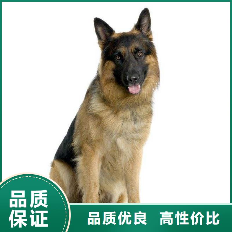 【德国牧羊犬马犬来图来样定制】