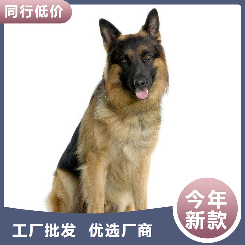 德国牧羊犬-【马犬】用好材做好产品