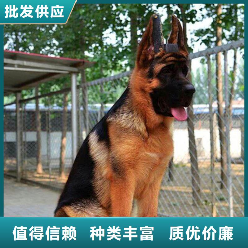 德国牧羊犬-比特犬可定制有保障