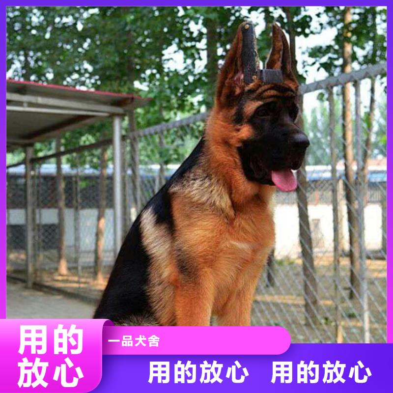 【德国牧羊犬】罗威纳犬厂家案例