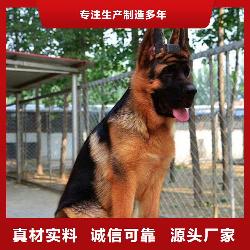 德国牧羊犬【比特犬】规格齐全