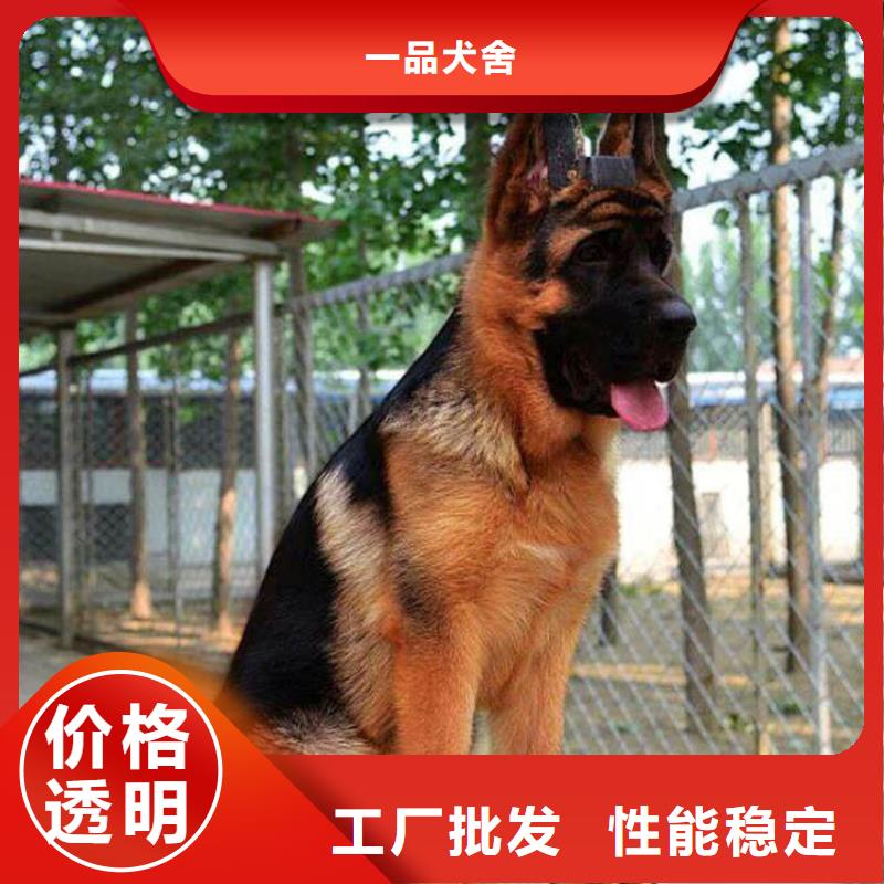 德国牧羊犬杜宾犬敢与同行比价格