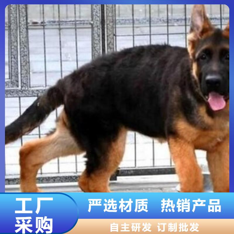 德国牧羊犬罗威纳犬厂家新品