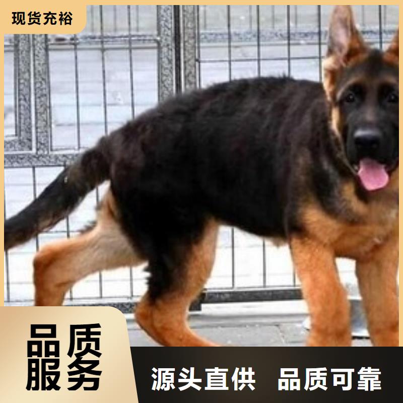 德国牧羊犬德牧犬精品优选