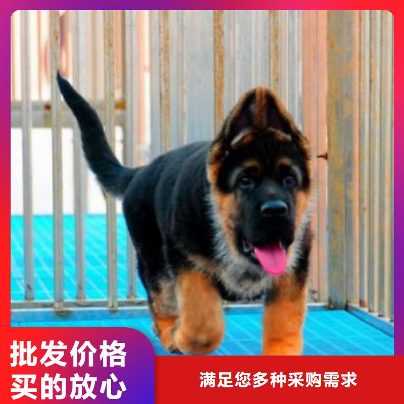 【德国牧羊犬】罗威纳犬厂家案例