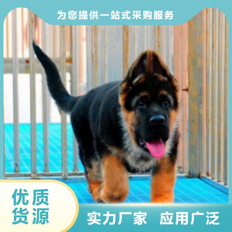 德国牧羊犬黑狼厂家直销大量现货