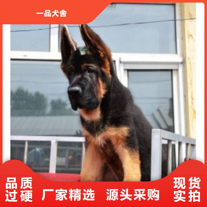 德国牧羊犬-卡斯罗犬严格把关质量放心