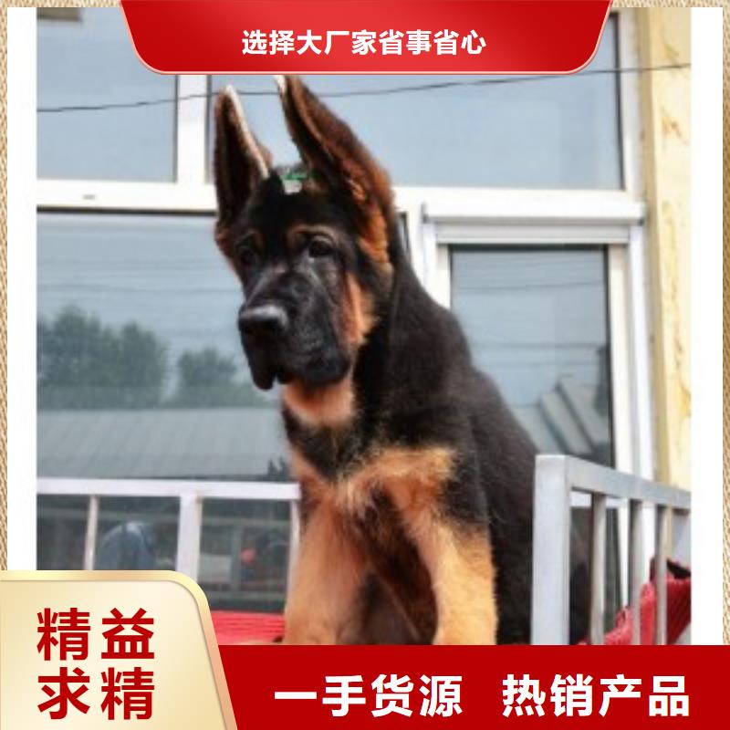 德国牧羊犬罗威纳犬自产自销