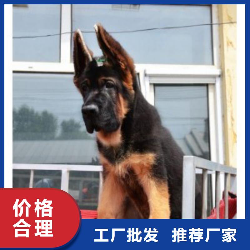 德国牧羊犬德牧犬多年行业经验