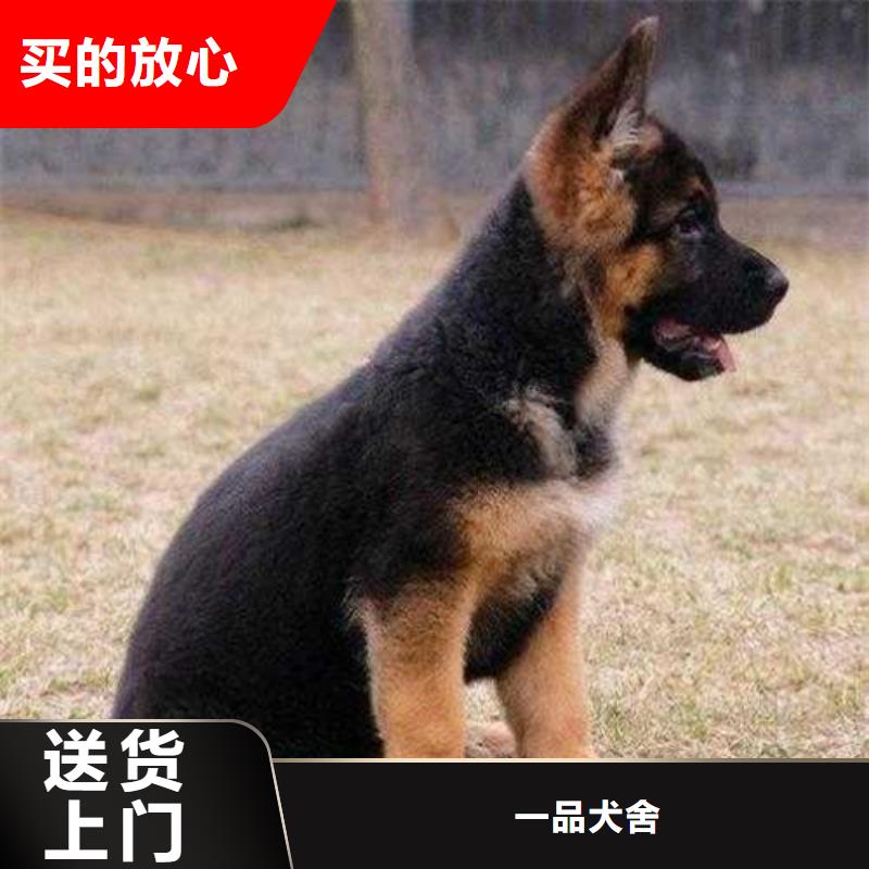 德国牧羊犬_马犬真实拍摄品质可靠