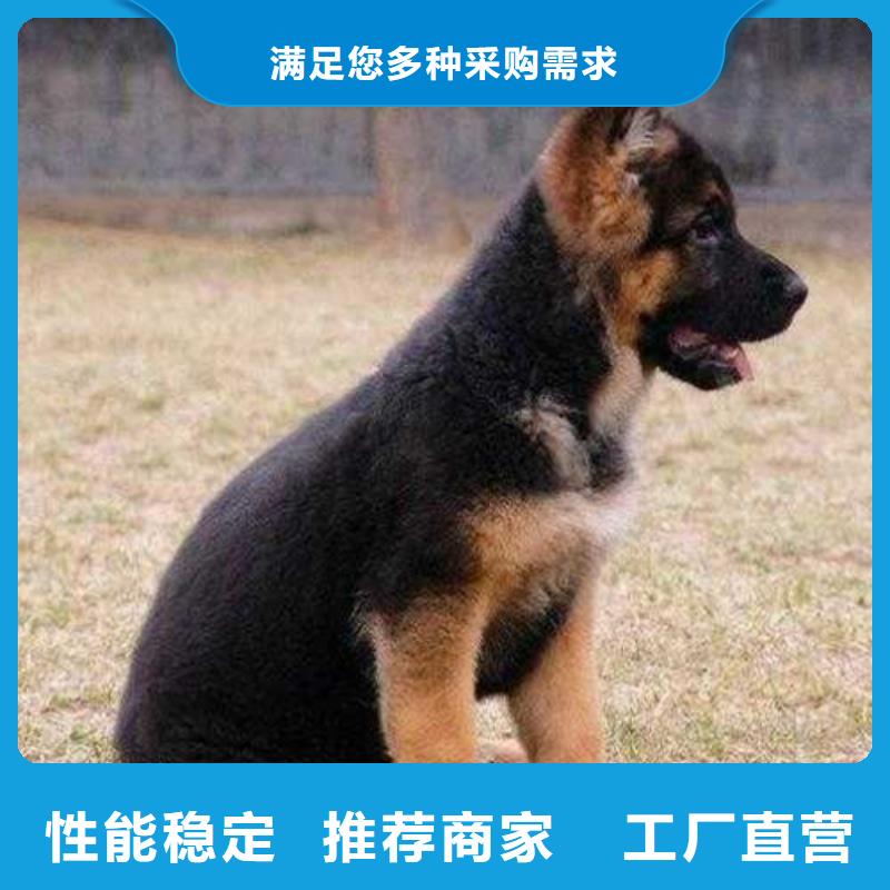 德国牧羊犬高加索犬有实力有经验