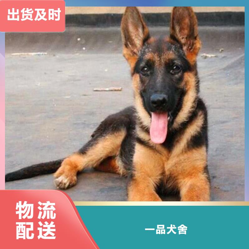 德国牧羊犬【德牧犬】好品质用的放心