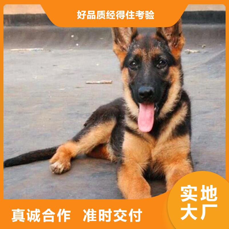 德国牧羊犬比特犬信誉至上