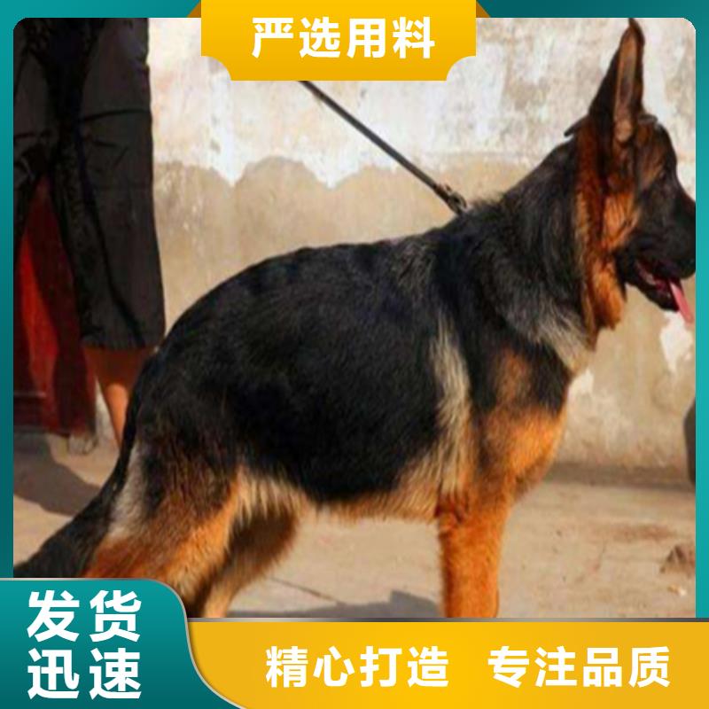 德国牧羊犬比特犬信誉至上