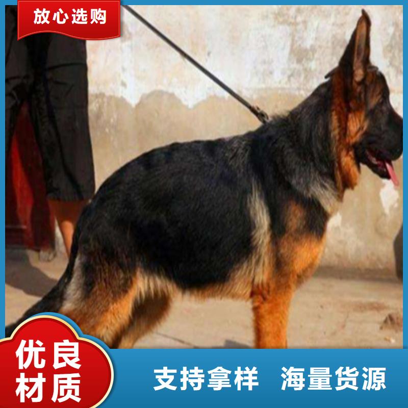 【德国牧羊犬德牧犬价格有优势】