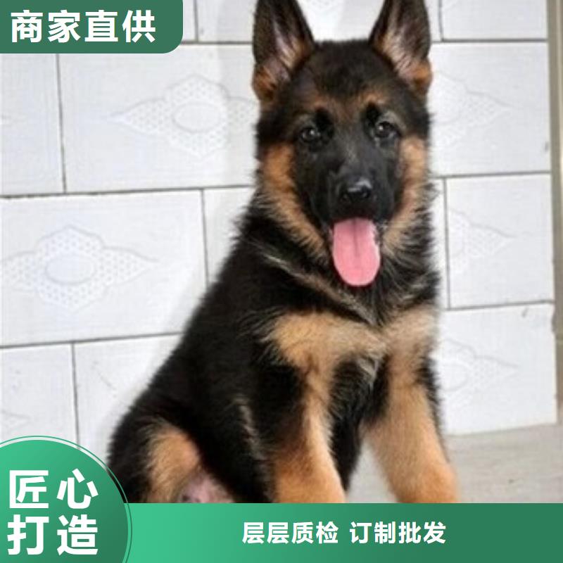 德国牧羊犬罗威纳犬服务周到