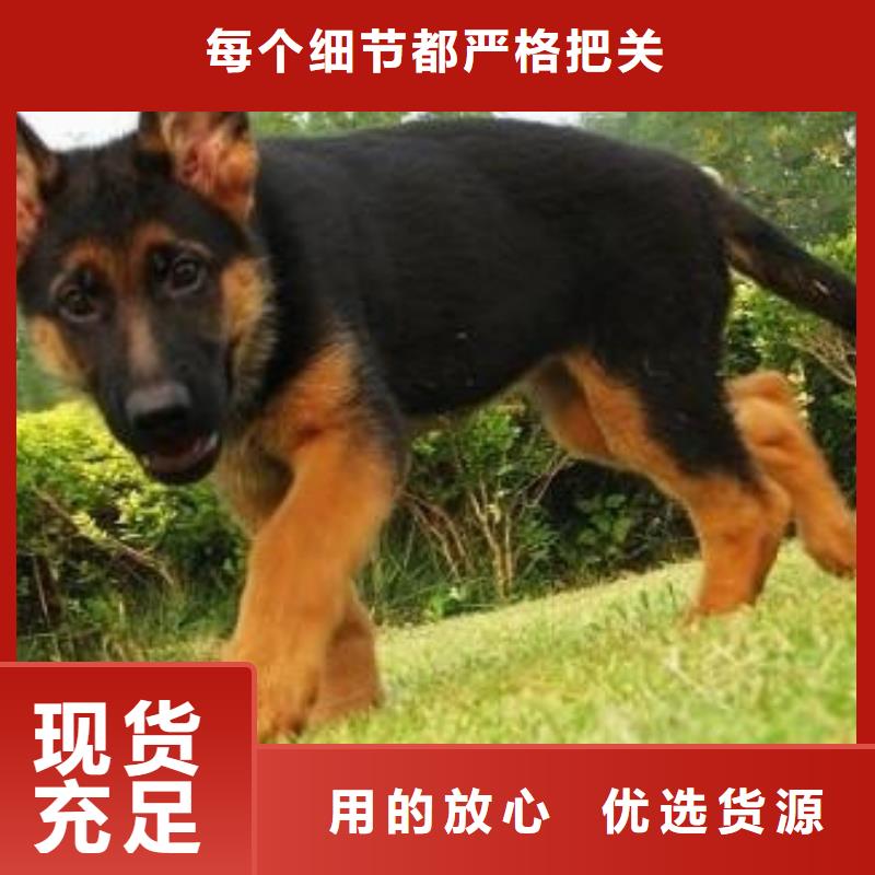 德国牧羊犬黑狼多年经验值得信赖