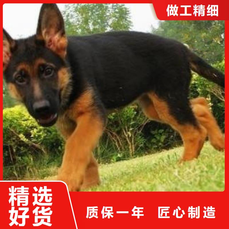 德国牧羊犬黑狼厂家直销大量现货