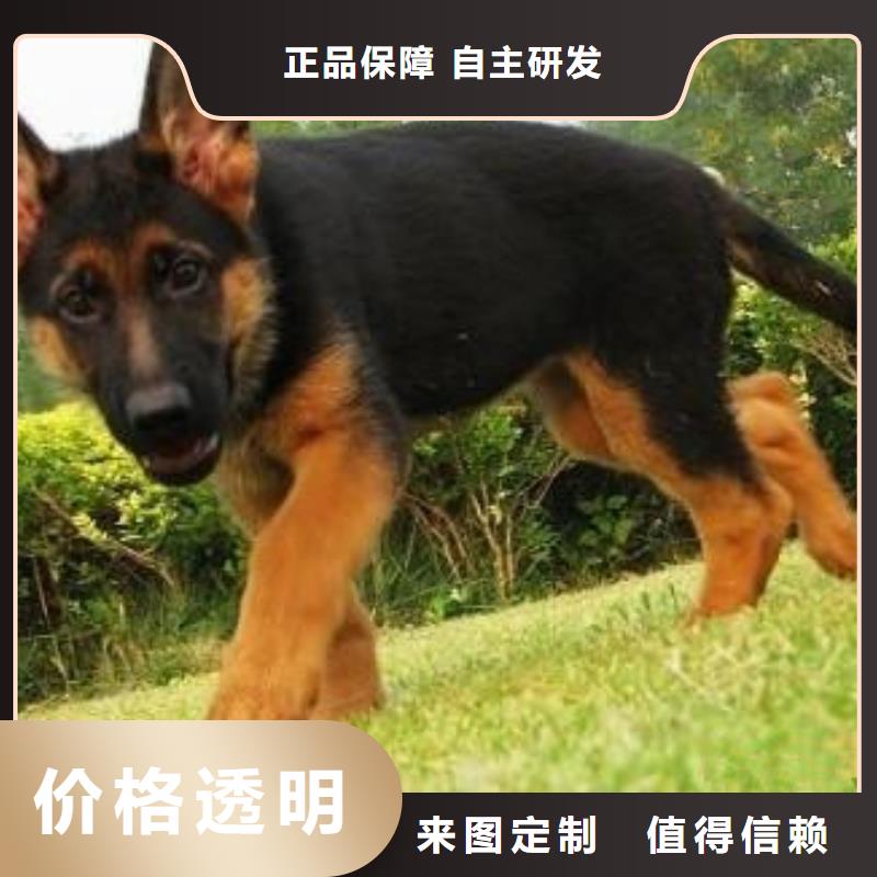 德国牧羊犬【比特犬】规格齐全