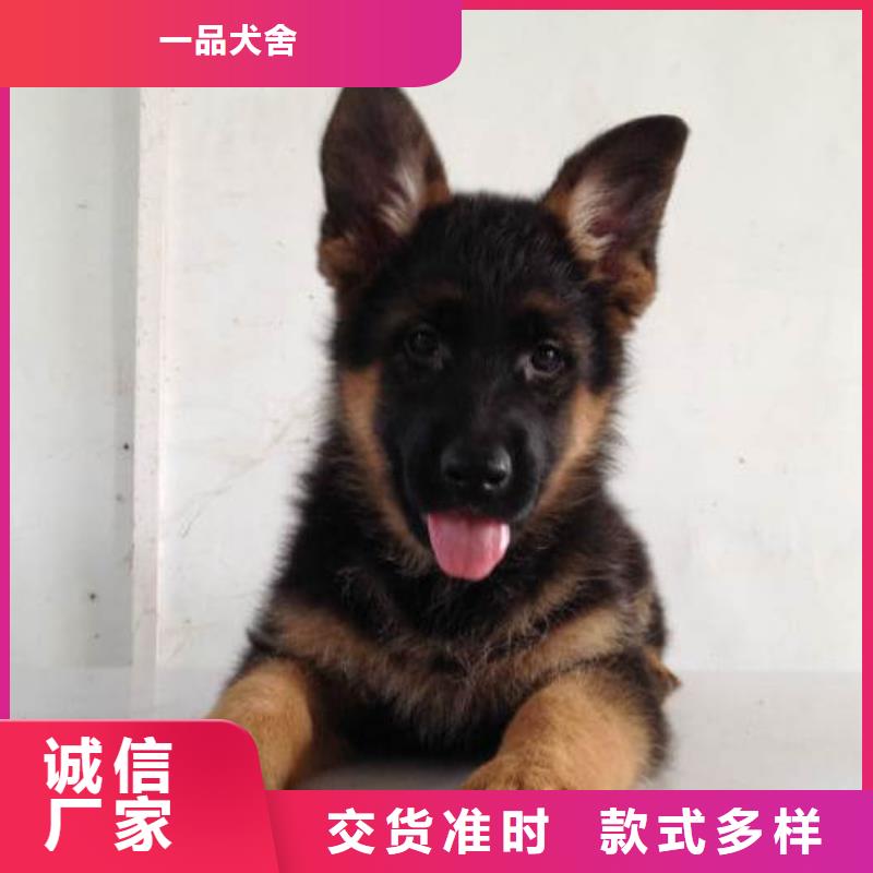 德国牧羊犬-【马犬】用好材做好产品