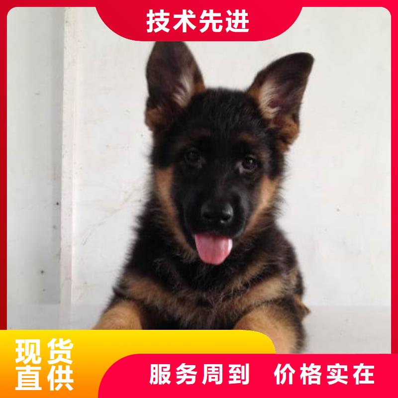 德国牧羊犬【比特犬】规格齐全