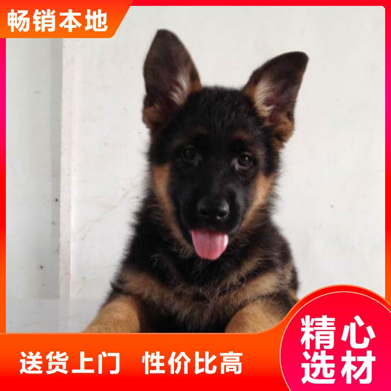 德国牧羊犬_德牧犬重信誉厂家