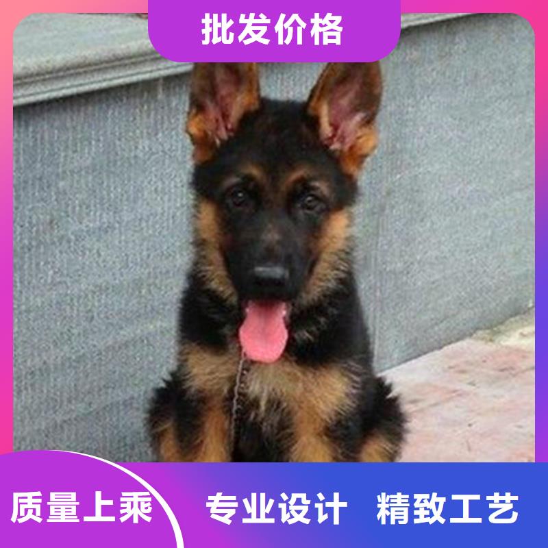 德国牧羊犬黑狼厂家直销大量现货