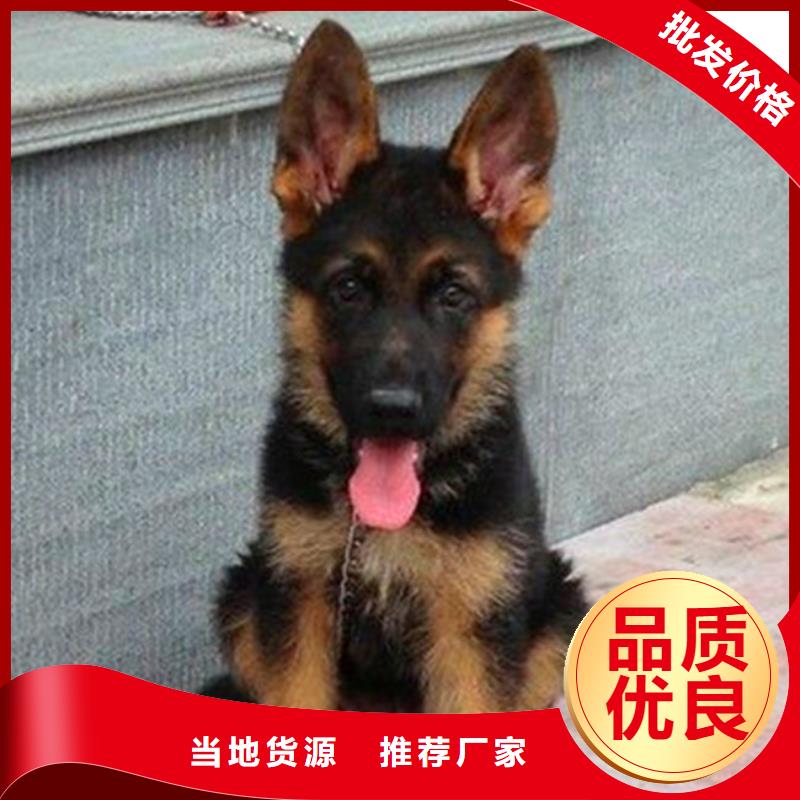 德国牧羊犬_德牧犬重信誉厂家