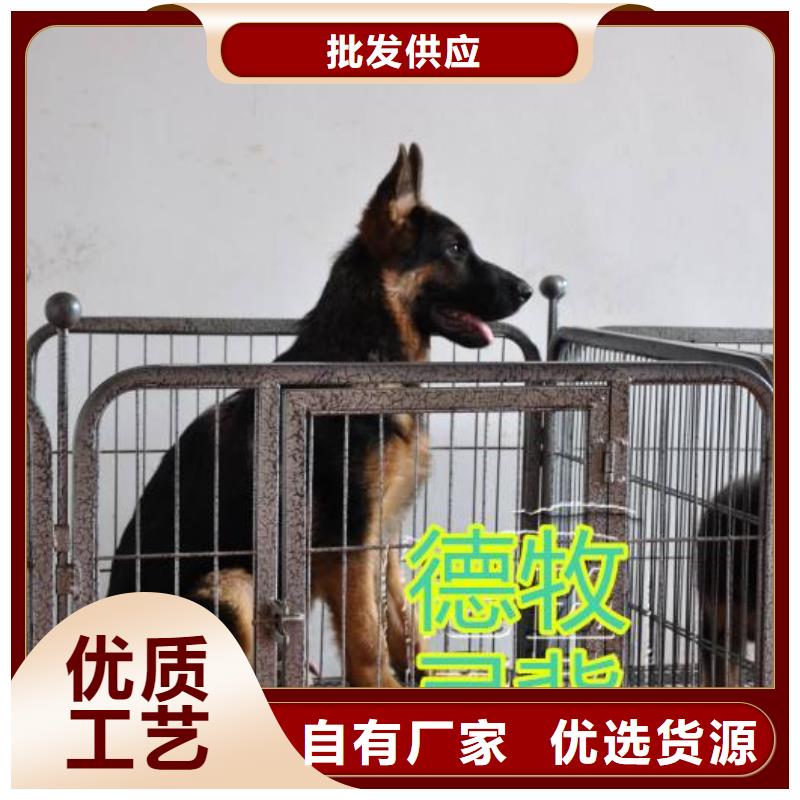 德国牧羊犬德牧犬多年行业经验