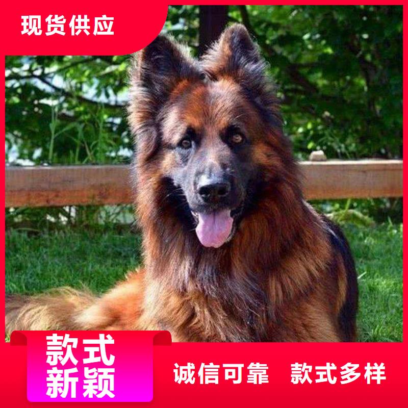 德国牧羊犬罗威纳犬厂家新品