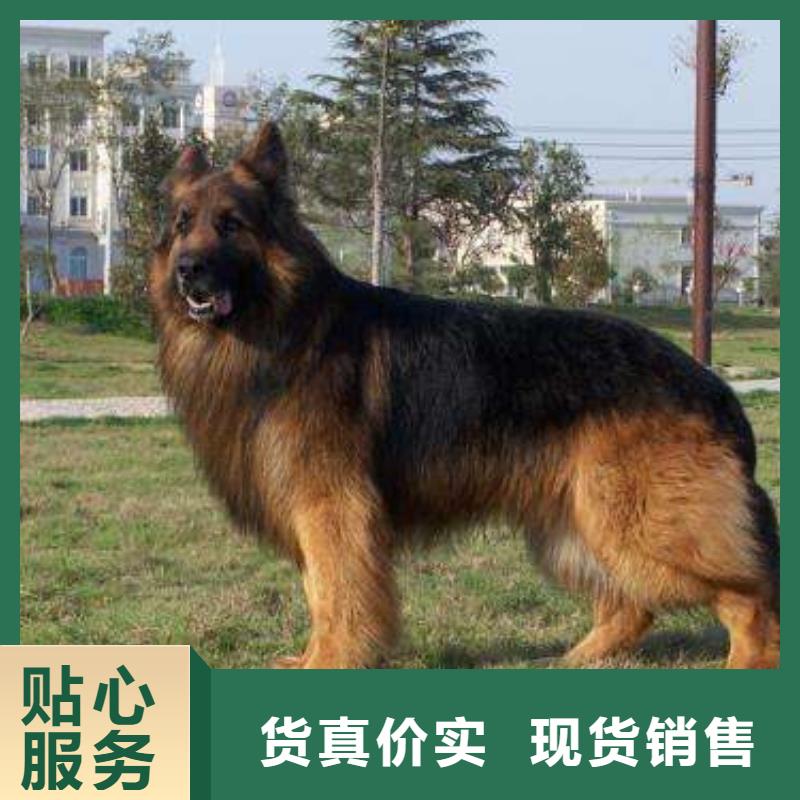 【德国牧羊犬-杜高犬多种场景适用】