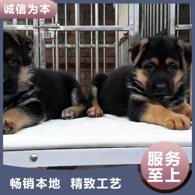 【德国牧羊犬德牧犬价格有优势】