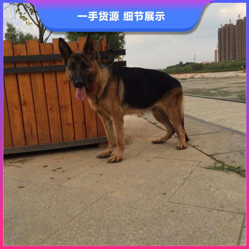 德国牧羊犬黑狼厂家直销大量现货