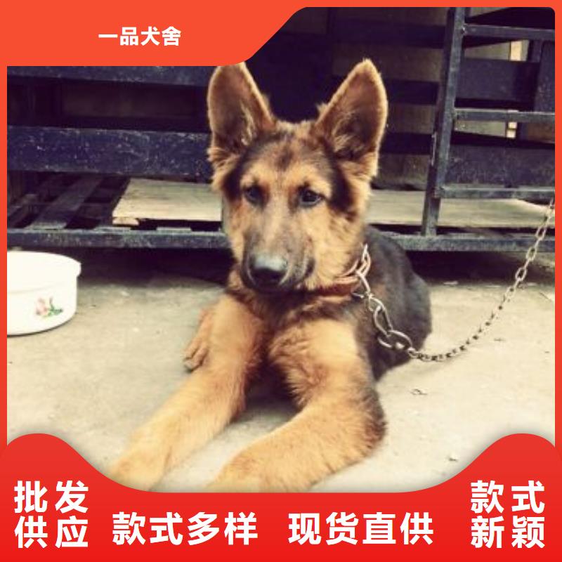 【德国牧羊犬-杜高犬多种场景适用】