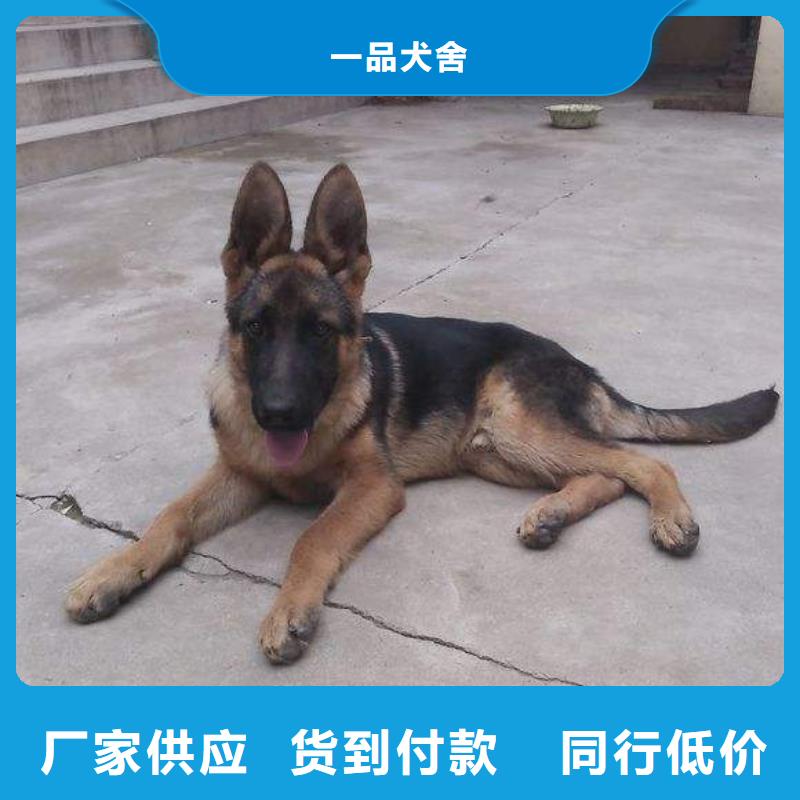 【德国牧羊犬-杜高犬多种场景适用】