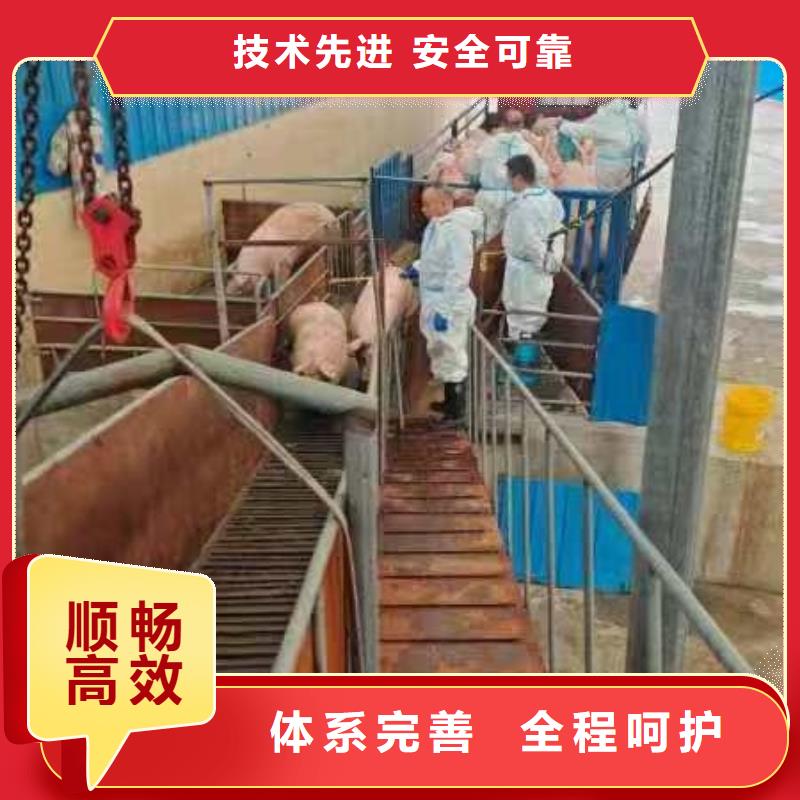 宿迁市泗阳到活禽物流应急